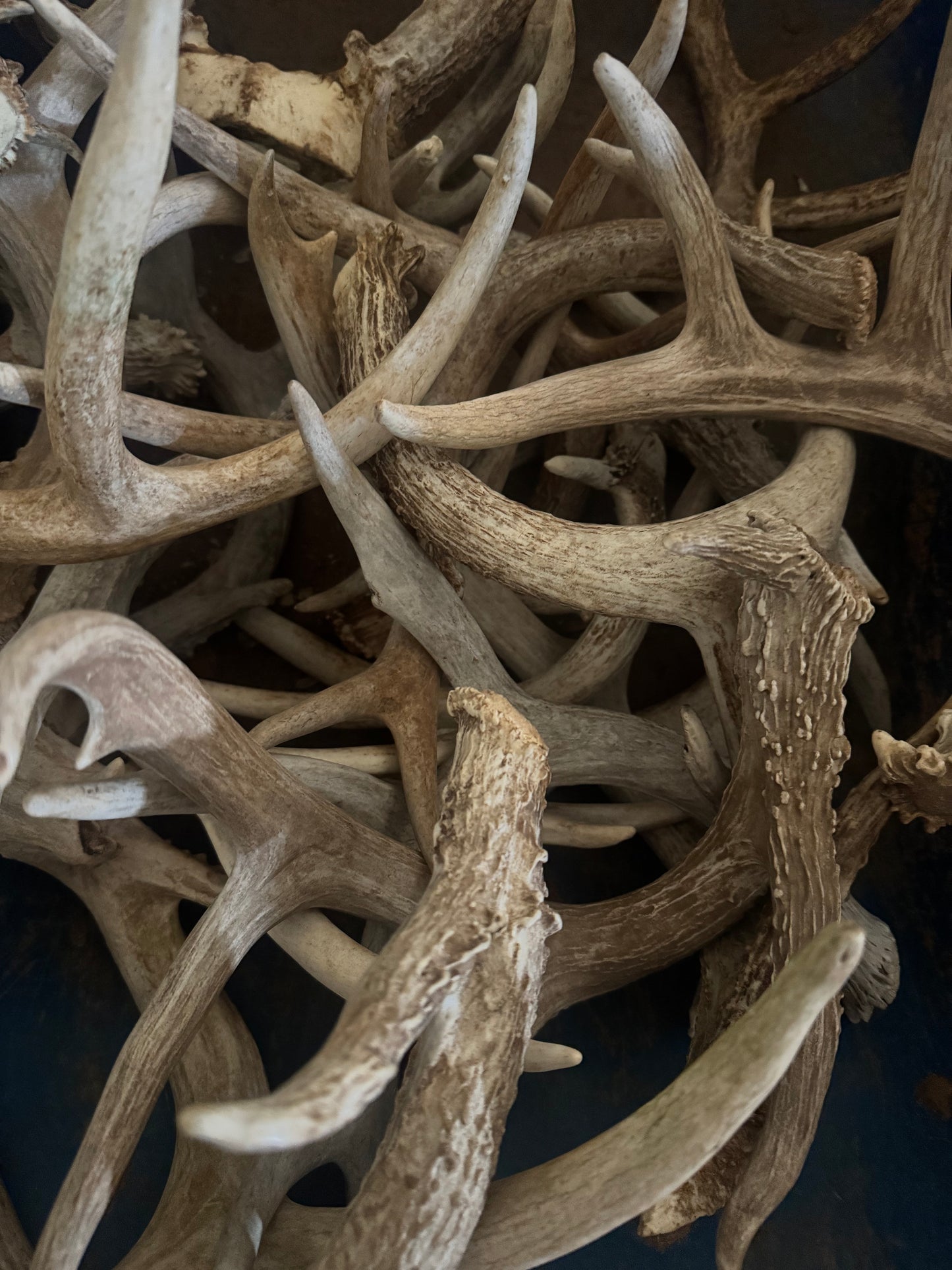 Deer Antler sheds